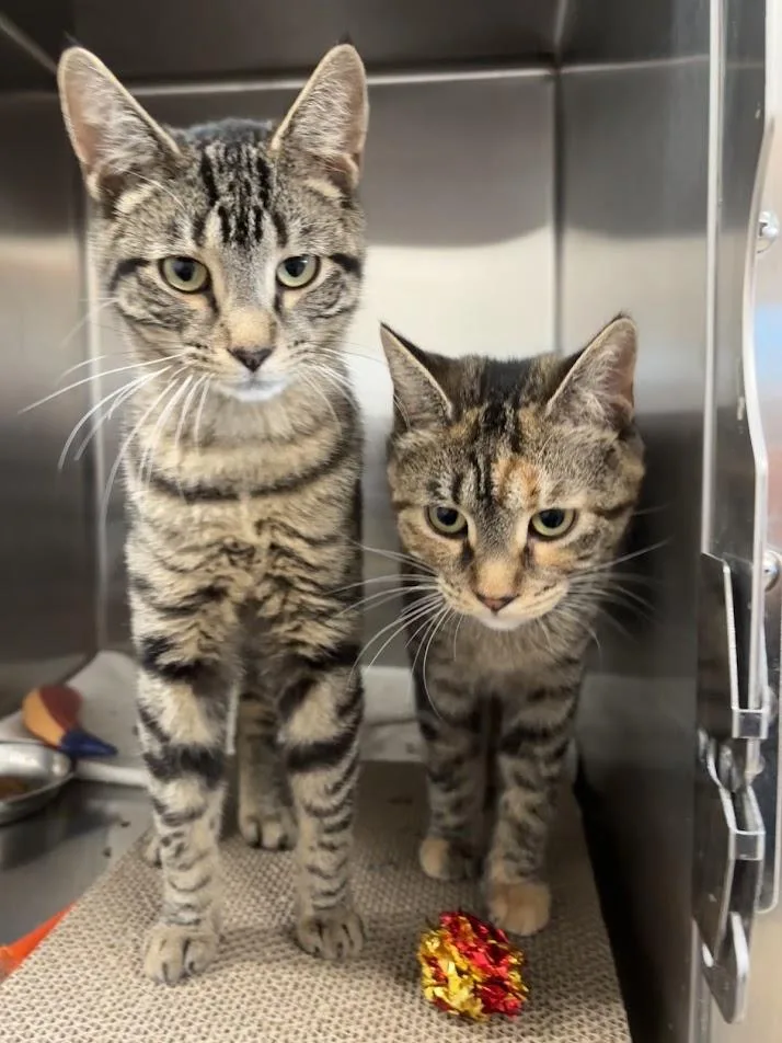 A young medium-sized male Tabby (Gray / Blue / Silver) Domestic Short Hair cat named Riff Raff & Columbia for adoption in Evanston, IL