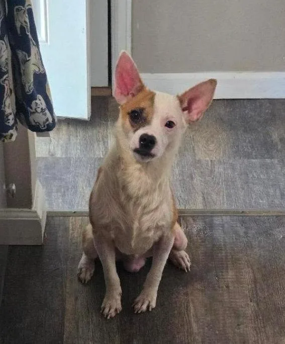 Bruno
