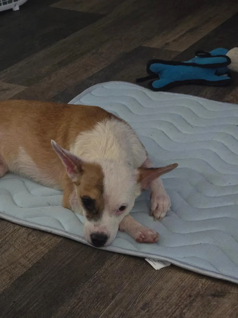 Bruno thumbnail 2
