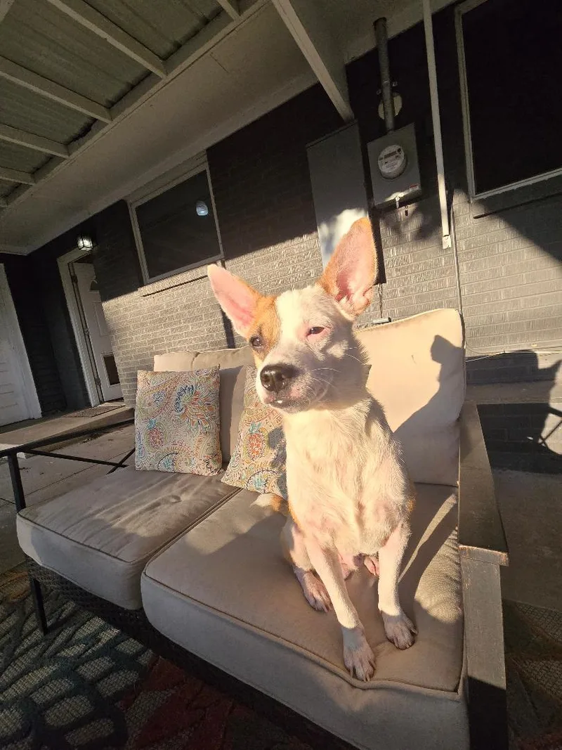Bruno thumbnail 3