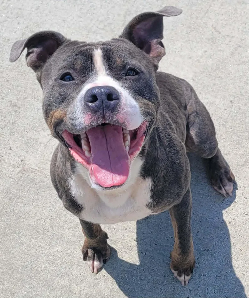 A young medium-sized male Gray / Blue / Silver Pit Bull Terrier dog named Smudgie Outgoing Boy for adoption in Meriden, CT