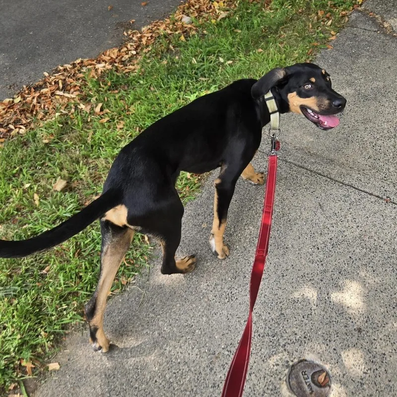 A baby large-sized male Mixed Breed dog named Dandy for adoption in Groveland, MA