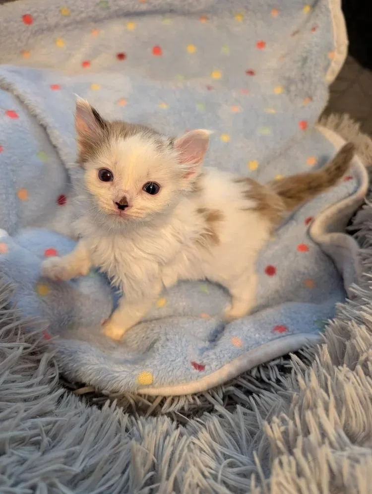 A baby small-sized female Buff / Tan / Fawn Domestic Short Hair cat named Horchata for adoption in Davison, MI