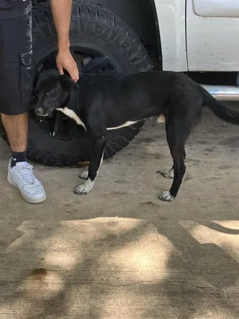 A young large-sized male Mixed Breed dog named Derek for adoption in Dallas, TX
