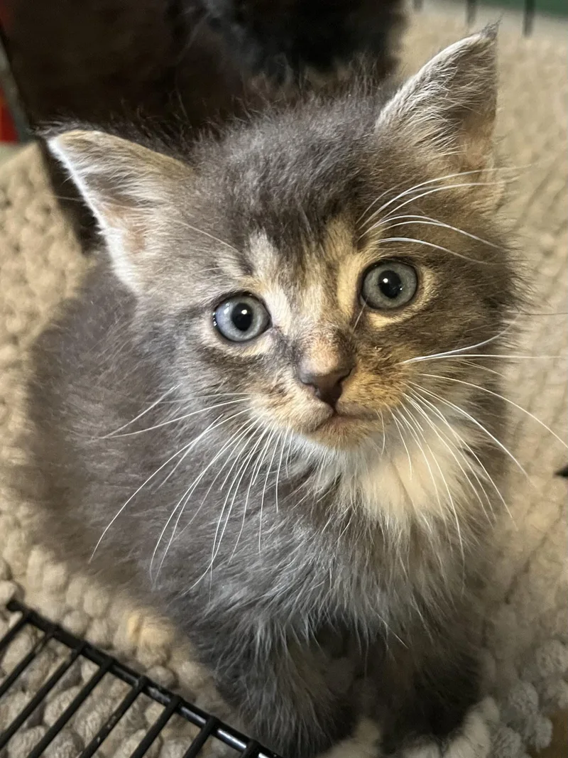 A baby small-sized male Tabby (Gray / Blue / Silver) Domestic Medium Hair cat named Sox for adoption in Edmond, OK