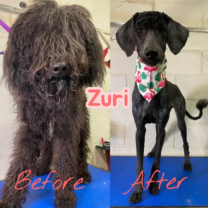 A young medium-sized female Black Labradoodle dog named Zuri  young  for adoption in Chuckey, TN