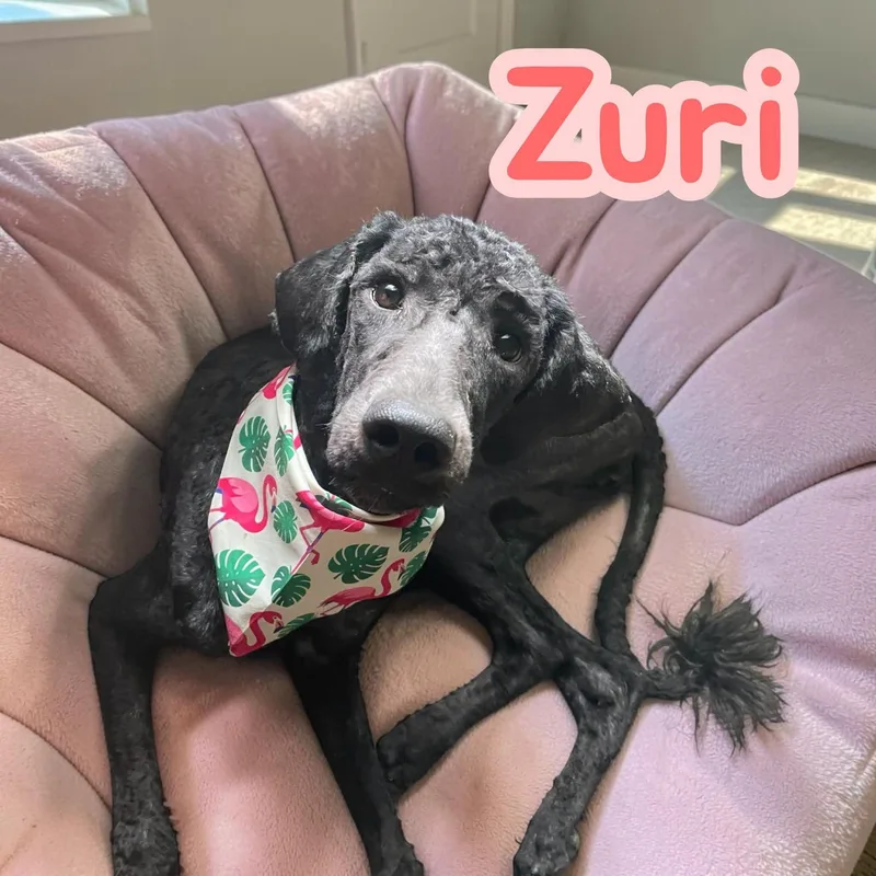 Zuri  young  thumbnail 3