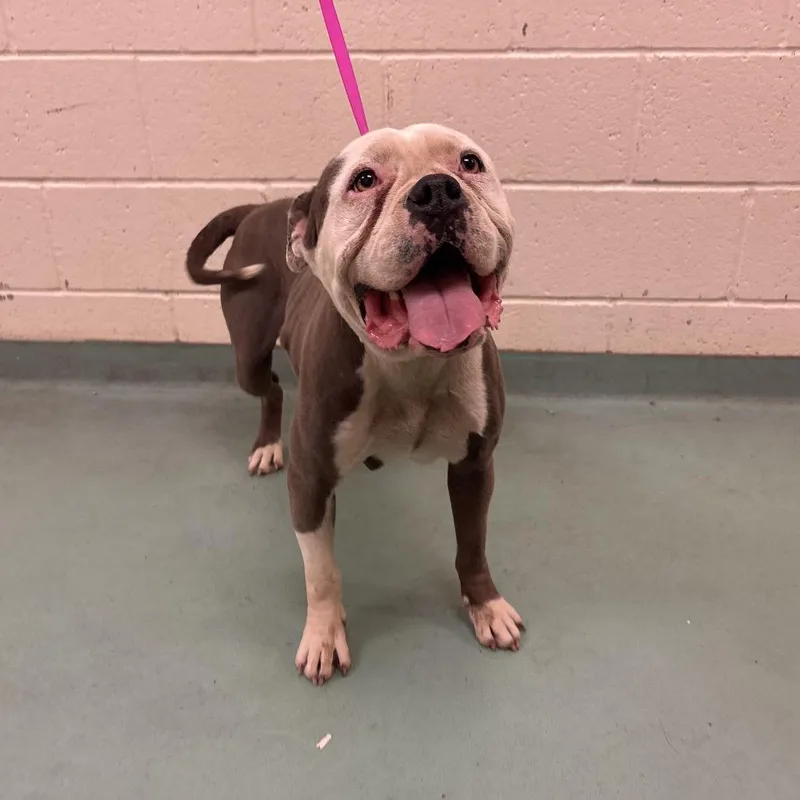 An adult medium-sized female Gray / Blue / Silver Mixed Breed dog named Winifred for adoption in Memphis, TN