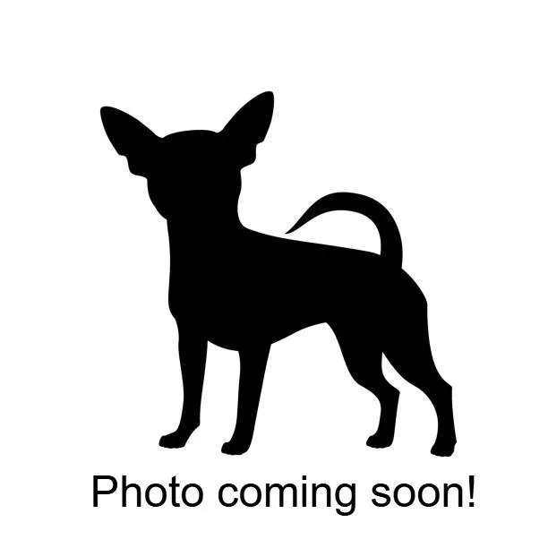 A young small-sized male Black Chihuahua dog named Rick for adoption in Woodinville, WA
