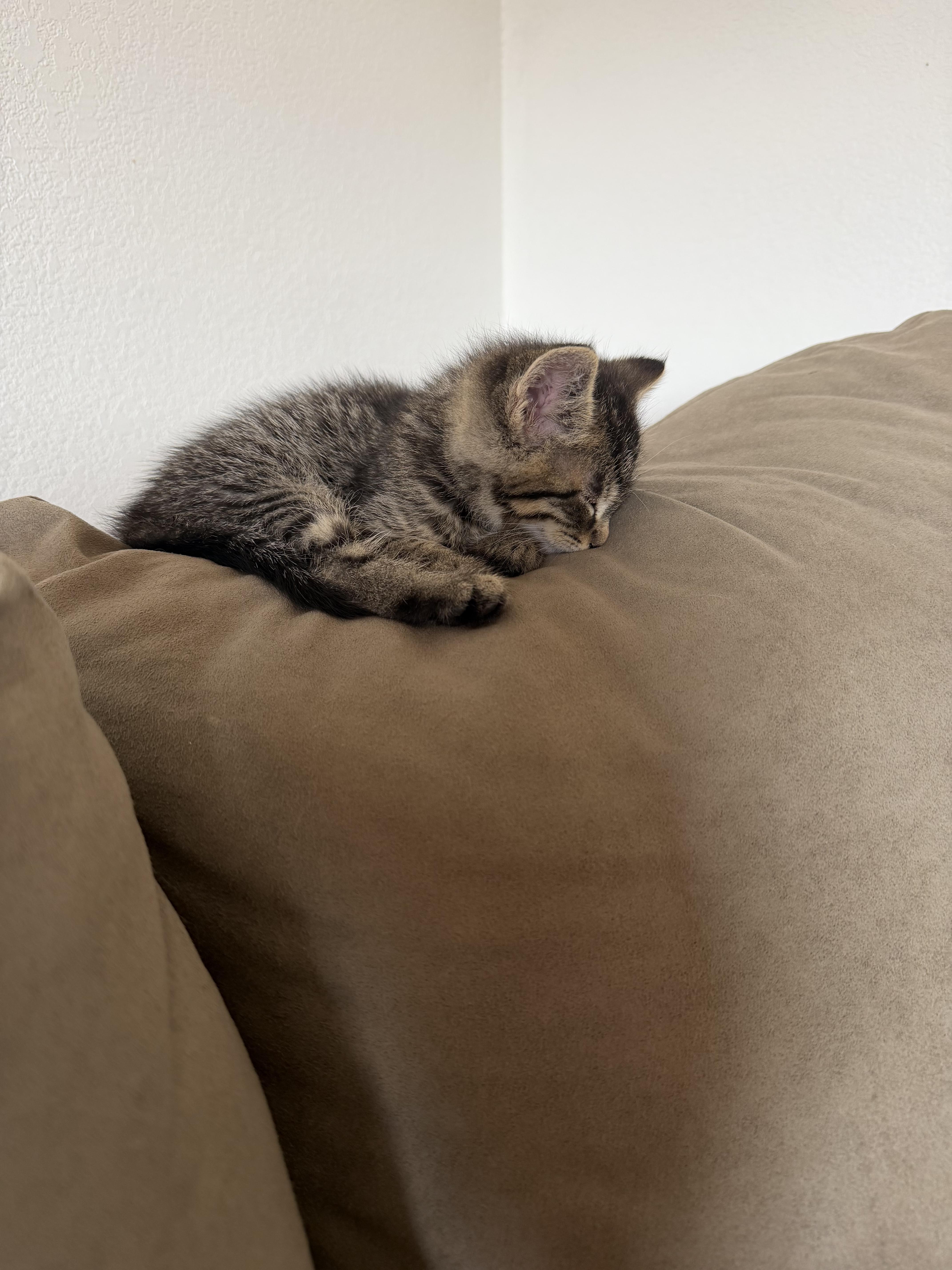 A baby medium-sized male Tabby (Brown / Chocolate) Domestic Short Hair cat named Tiki for adoption in Ephrata, WA