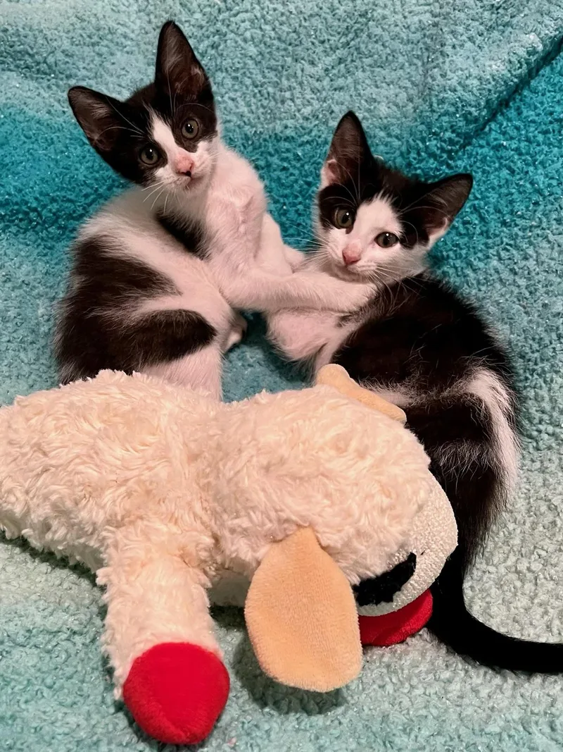 Pirate & Panda Bonded thumbnail 2