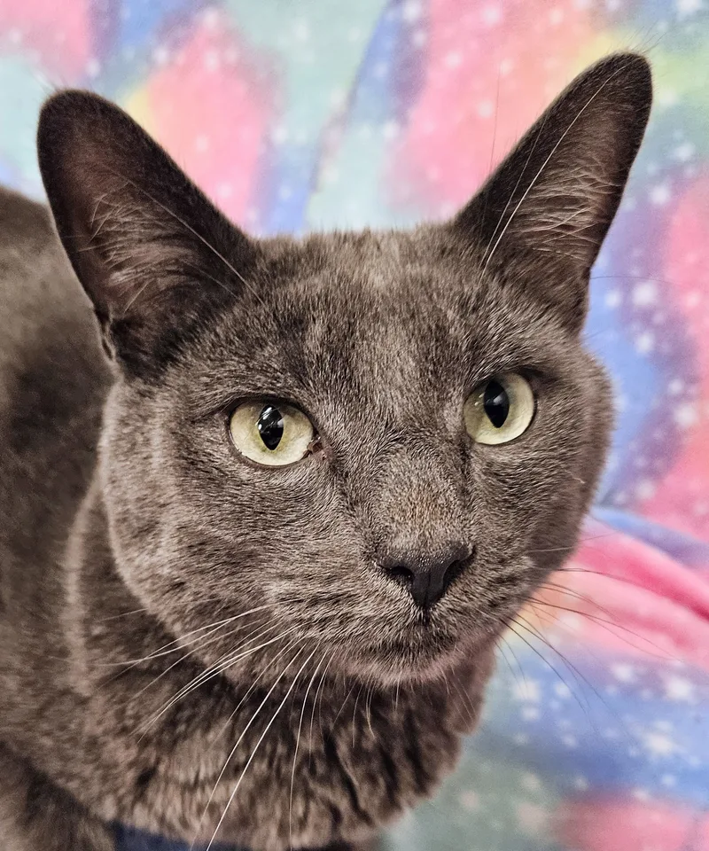 London  Rancho Cucamonga