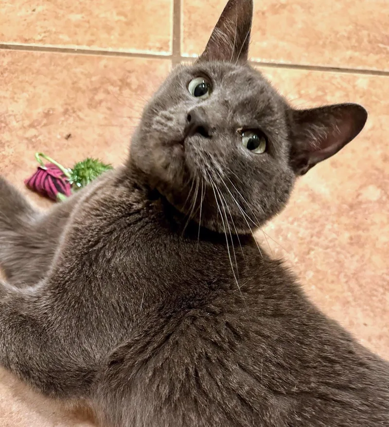 London  Rancho Cucamonga thumbnail 2