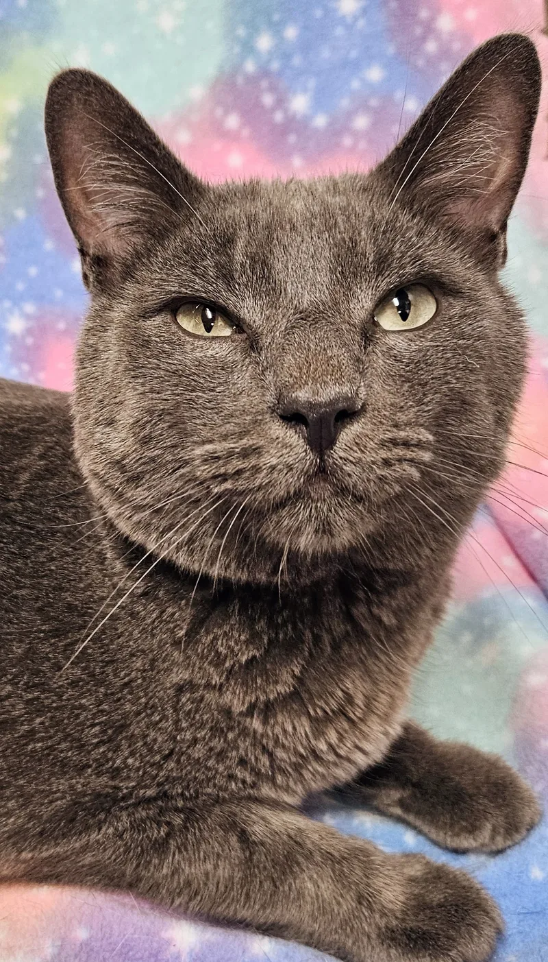 London  Rancho Cucamonga thumbnail 3