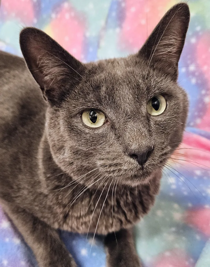 London  Rancho Cucamonga thumbnail 4