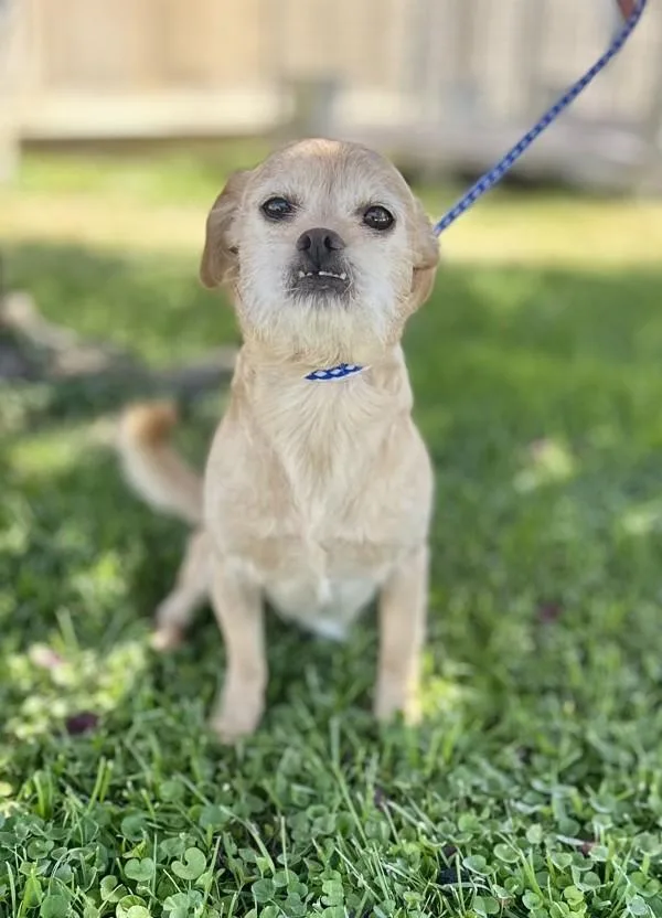 An adult small-sized male Fox Terrier dog named Wally for adoption in Victorville, CA