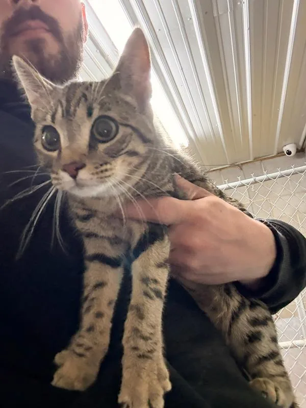 A young small-sized female Domestic Short Hair cat named Amelia for adoption in Campbellsville, KY