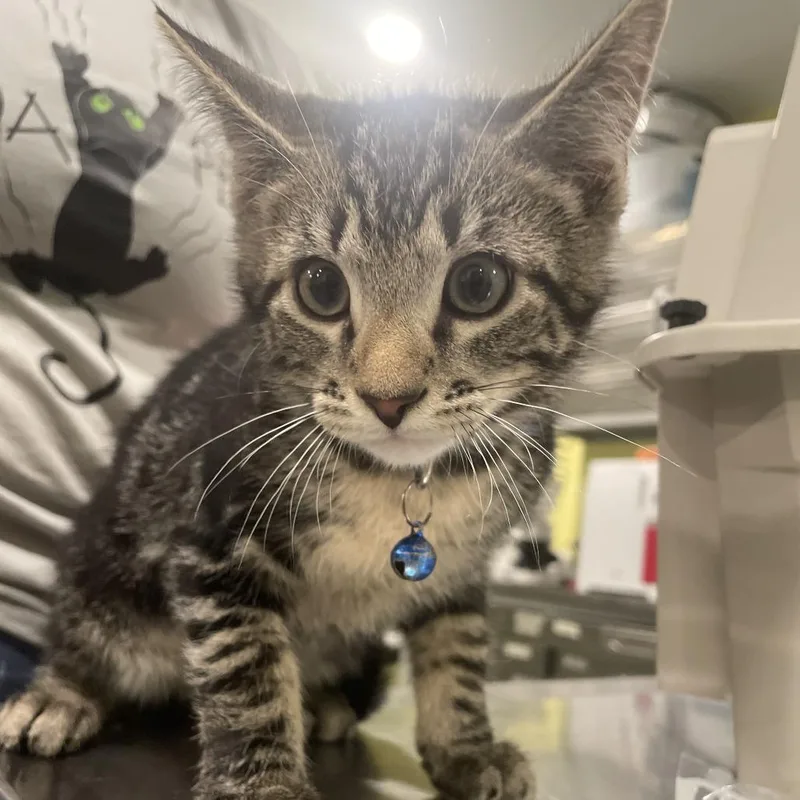 Mustard