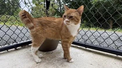 An adult medium-sized male Domestic Short Hair cat named Castle for adoption in Sultan, WA