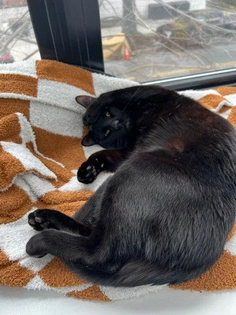 A young medium-sized male Black Domestic Short Hair cat named Baloo for adoption in Brooklyn, NY