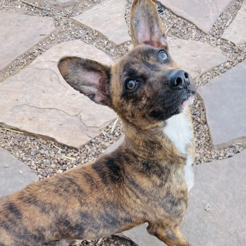 An adult medium-sized male Brindle Mixed Breed dog named Ramon for adoption in Duncan, OK