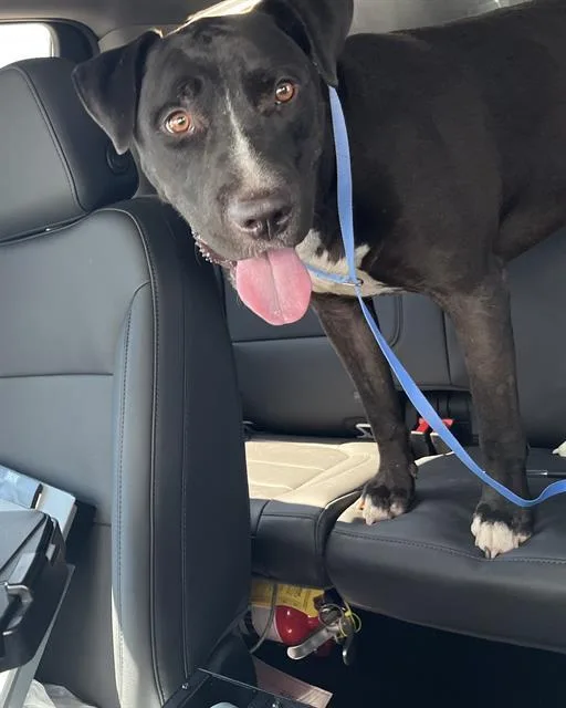 A young large-sized male American Staffordshire Terrier dog named Junior for adoption in Grand Prairie, TX