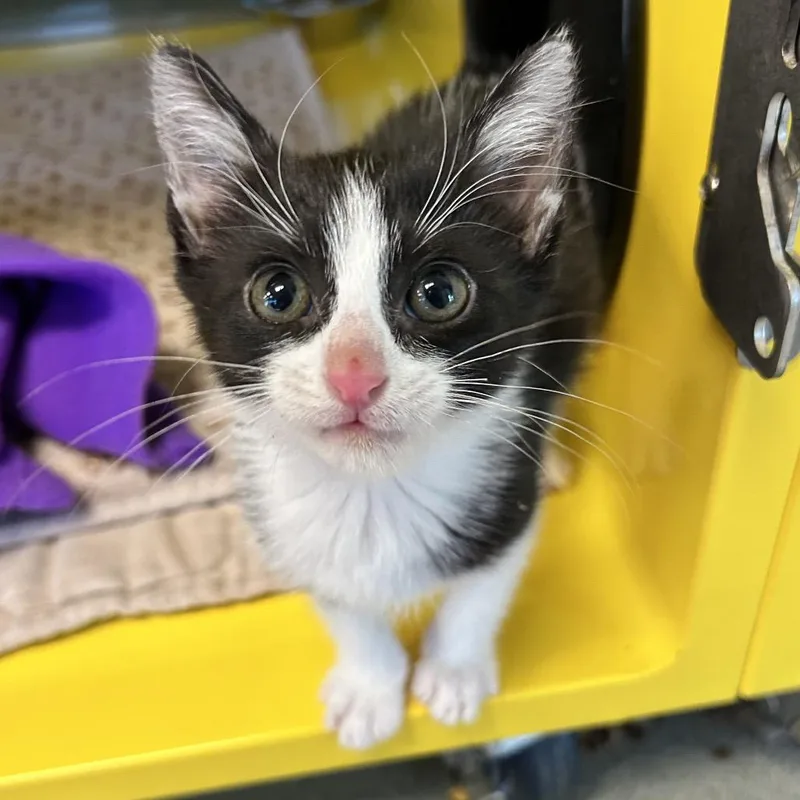 A baby small-sized male Black Domestic Short Hair cat named Jolly the Giant Green for adoption in Abilene, TX