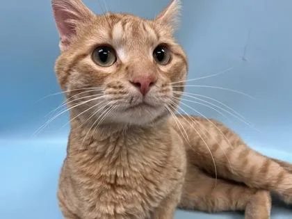 An adult small-sized male Domestic Short Hair cat named Vinnie for adoption in Woodbury, MN
