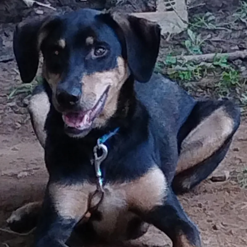 An adult medium-sized male Black and Tan Coonhound dog named Goose for adoption in Cumberland, RI
