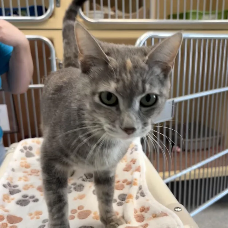 A young small-sized female Gray / Blue / Silver Domestic Short Hair cat named Jasmine for adoption in East Hanover, NJ