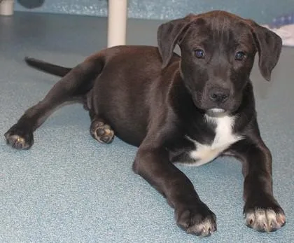 A young medium-sized male Labrador Retriever dog named Cannoli for adoption in Taylorsville, NC