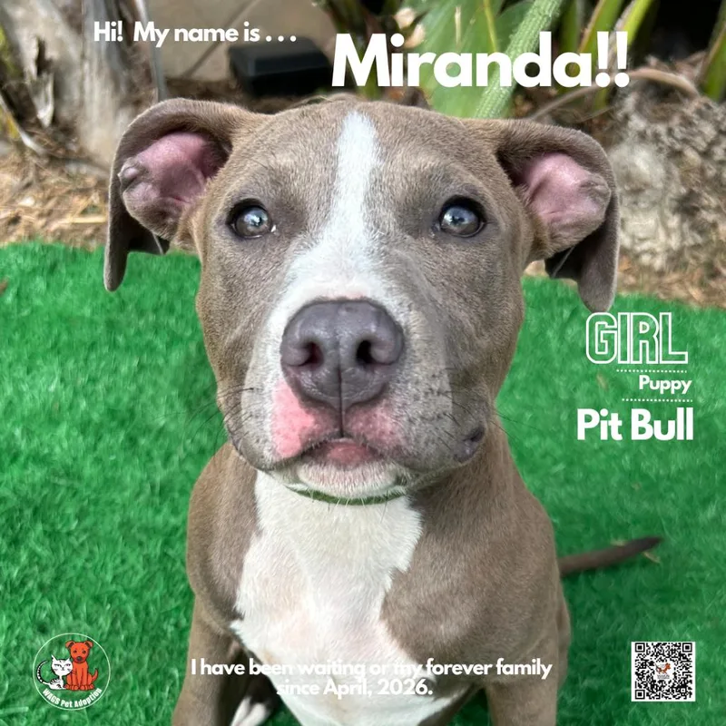 A young medium-sized female Gray / Blue / Silver Pit Bull Terrier dog named Miranda for adoption in Westminster, CA