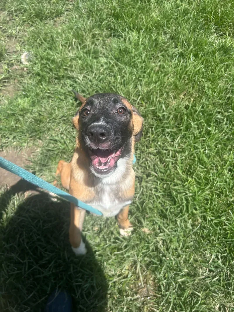 A young medium-sized female Belgian Shepherd / Malinois dog named Kanga for adoption in Bellflower, CA