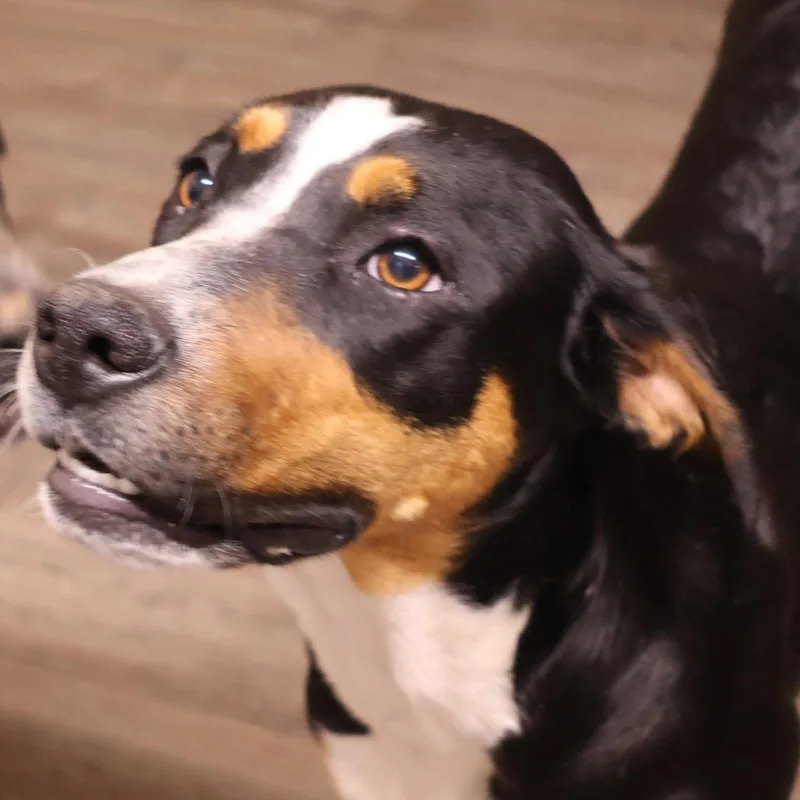 A young large-sized female Black Mixed Breed dog named Phoebe for adoption in Danville, KY
