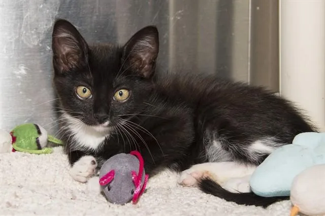 A baby small-sized female Domestic Short Hair cat named Slash for adoption in Santa Monica, CA
