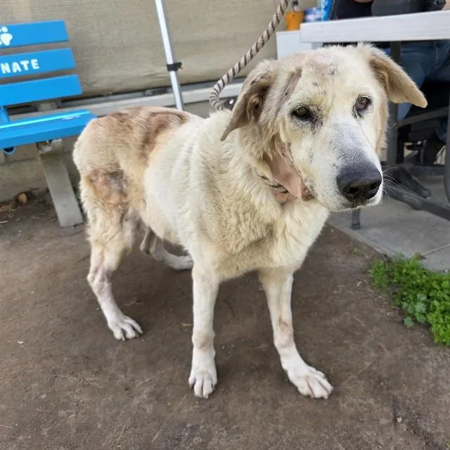 An adult large-sized female Great Pyrenees dog named Stella for adoption in Long Beach, CA
