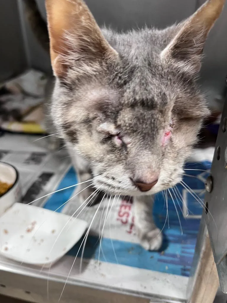 An adult medium-sized female Domestic Short Hair cat named Pingpong for adoption in Cincinnati, OH