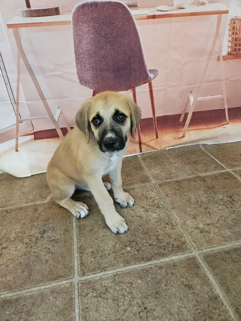 A baby large-sized female Anatolian Shepherd dog named Indy for adoption in Mountain Home, AR