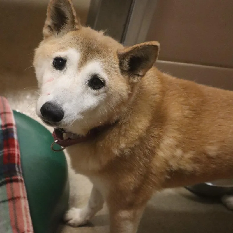A senior small-sized female Yellow / Tan / Blond / Fawn Shiba Inu dog named Uia for adoption in Waukesha, WI