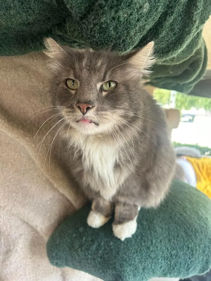 A senior small-sized male Domestic Medium Hair cat named Mounds for adoption in Los Angeles, CA