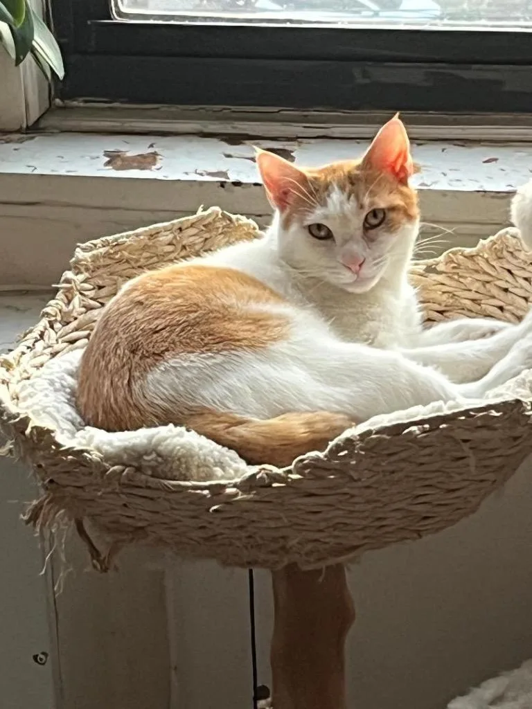 An adult medium-sized male Domestic Short Hair cat named Alex for adoption in New York, NY