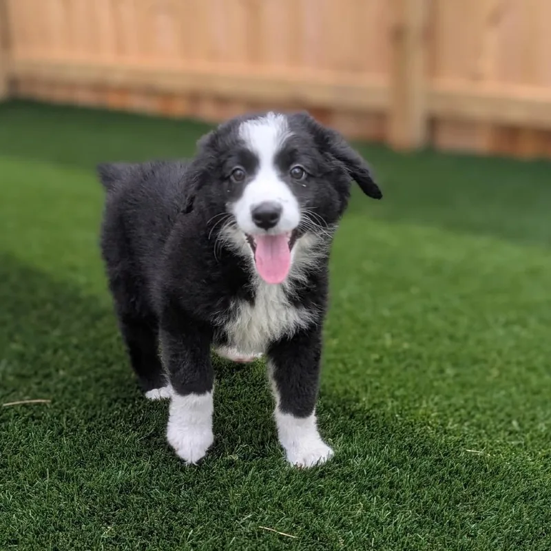 A baby medium-sized male Black Australian Shepherd dog named Truffle for adoption in La Grange, KY