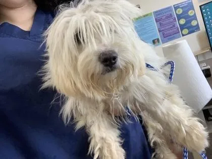 An adult small-sized female Maltese dog named Diamond for adoption in New Orleans, LA