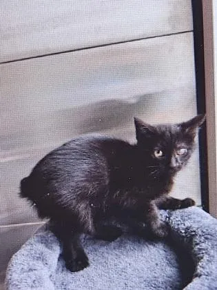 A baby small-sized female Domestic Short Hair cat named Sunshine for adoption in Cincinnati, OH