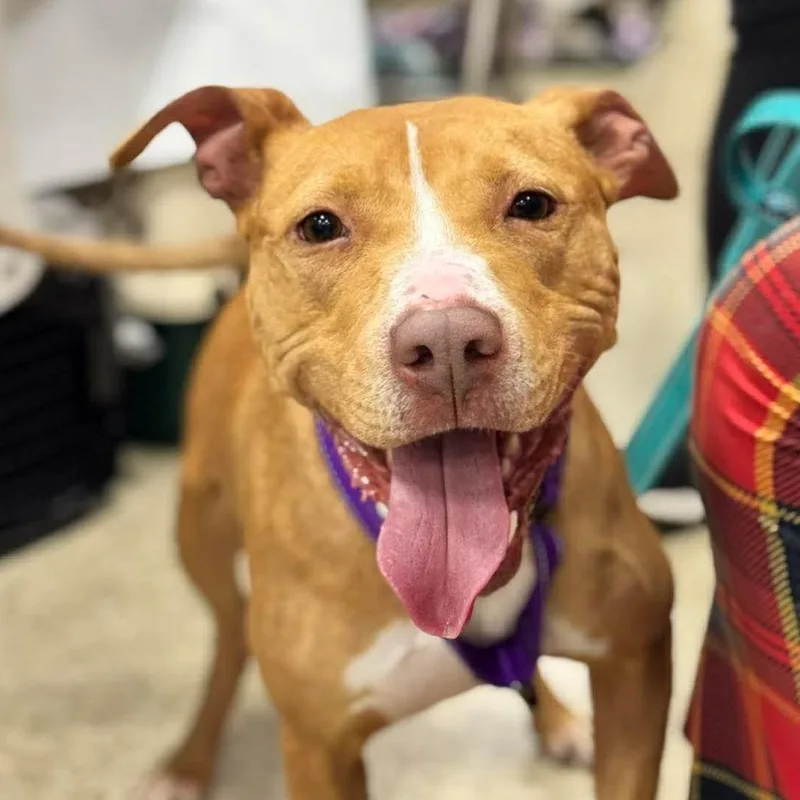 An adult small-sized female Yellow / Tan / Blond / Fawn Pit Bull Terrier dog named Lela for adoption in Chillicothe, IL