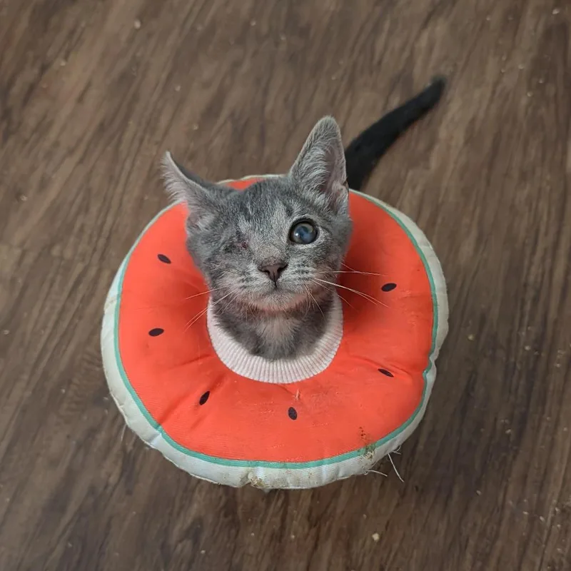 A baby small-sized male Gray / Blue / Silver Domestic Short Hair cat named So Legit for adoption in Fredericksburg, VA