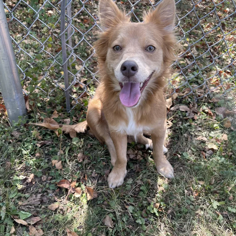 A young small-sized male Corgi dog named DeeDee for adoption in Winter, WI