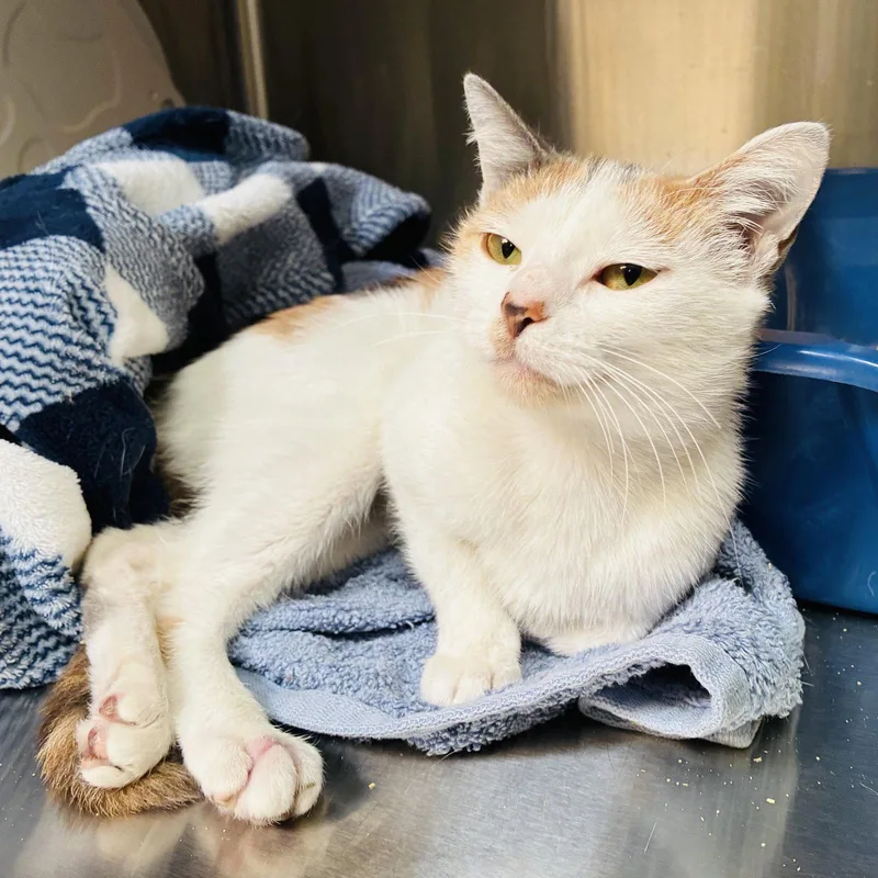 A baby medium-sized female White Domestic Short Hair cat named Peaches for adoption in Oakland, CA