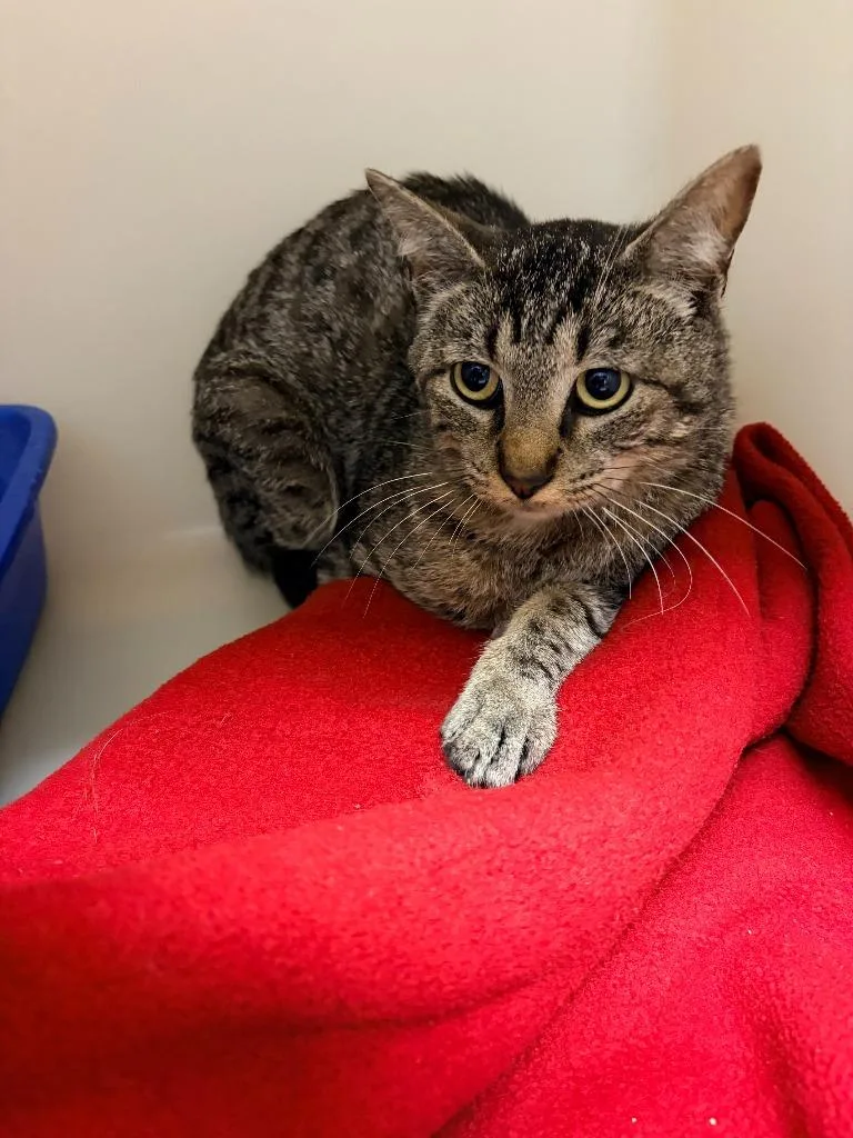 A young medium-sized male Domestic Short Hair cat named Ranger for adoption in Batesville, AR