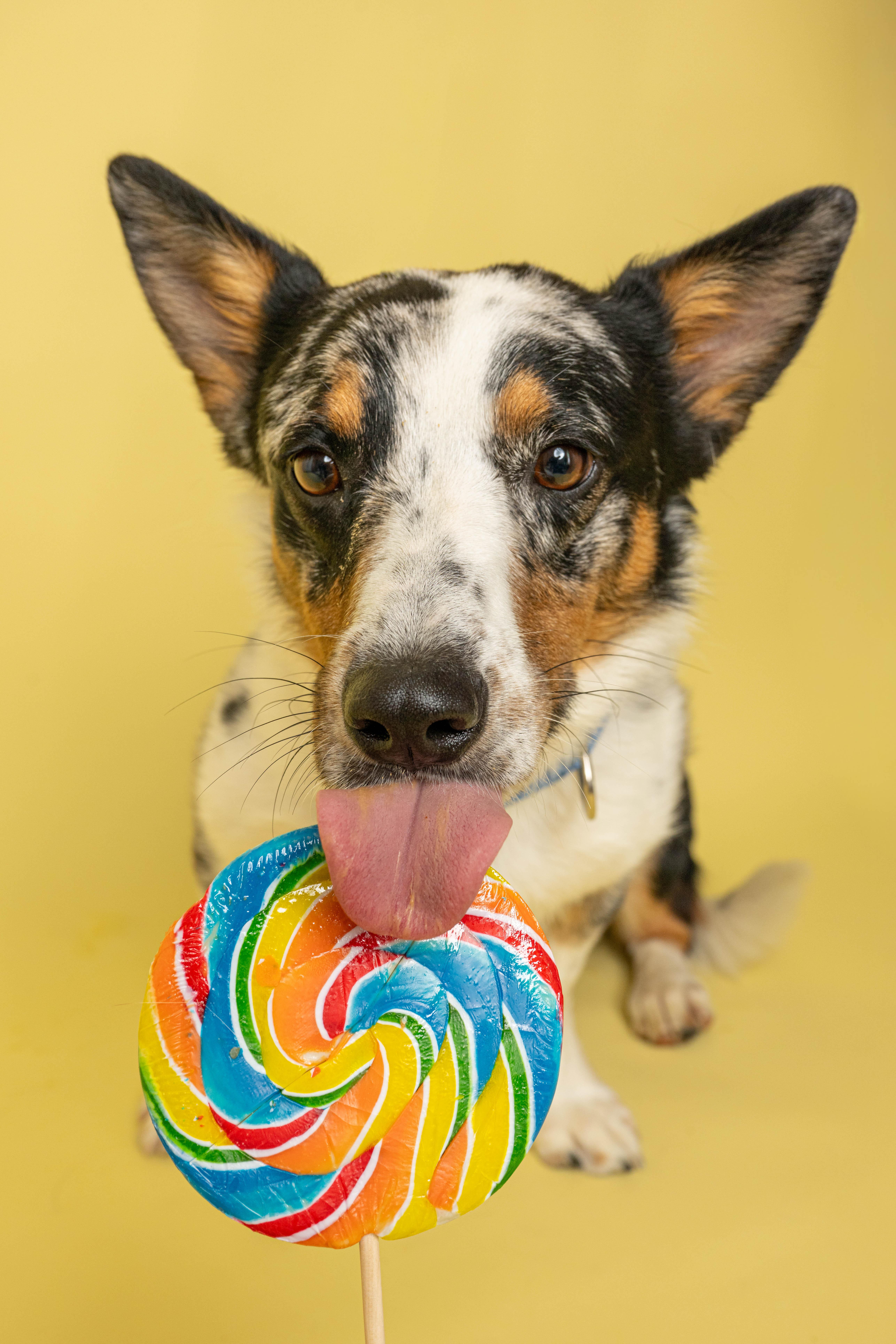An adult medium-sized male Merle (Blue) Corgi dog named Knox for adoption in Rock Springs, WY